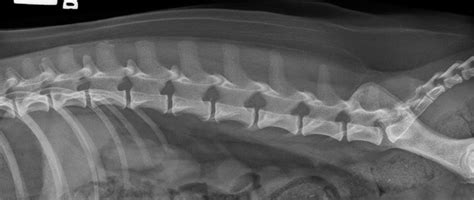 Small Animal Spinal Radiography Series: Lumbar Spine Radiography - Today's Veterinary Practice