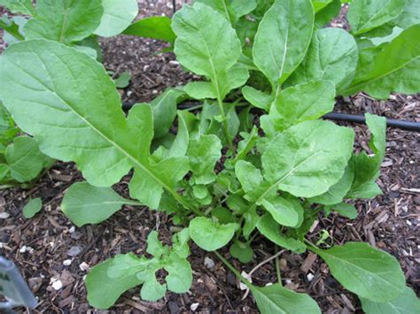 Arugula – Rumar Farm