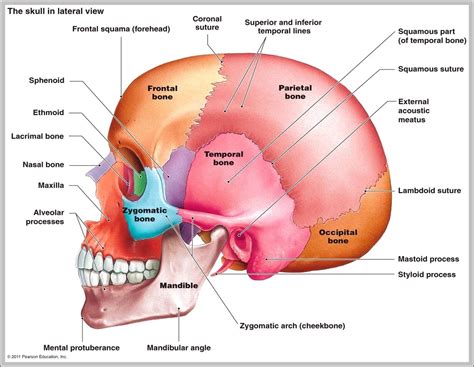 Human skull lateral view 2 - Graph Diagram