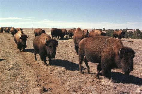 The Colorado Bison Herd Is Growing