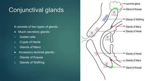 Conjunctiva and its Disorders | PPT | Free Download