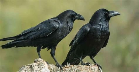 Raven Behavior - AnimalBehaviorCorner