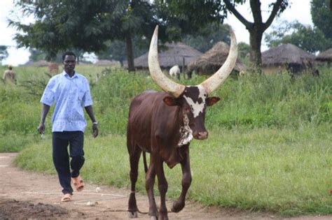 Gulu, Uganda | Uganda, Africa, Animals