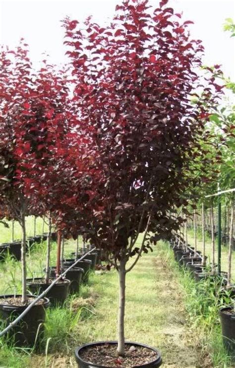 Ornamental plum, blooms with white flowers in the spring. Purple will look good against light ...