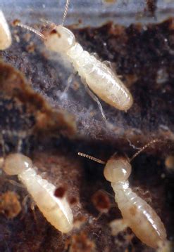 Subterranean Termites: Treatment & Control - Get Rid of Subterraneans