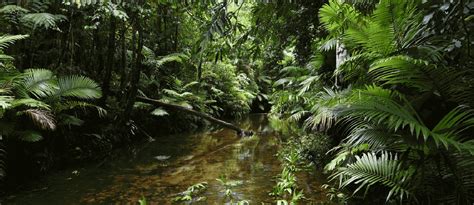 A Guide To The Evolution Of The Wet Tropics | Cairns & Great Barrier Reef