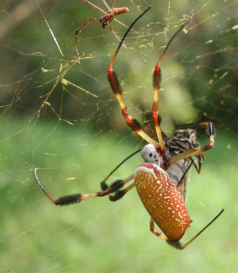 Golden silk orb-weaver - Wikipedia | Spider, Spider silk, Animals