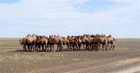 Animals of the Gobi Desert Quiz - By MiamiHeatBaby