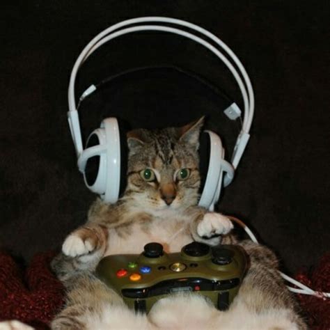 Cat Gaming - YouTube