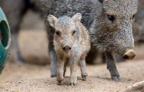 Peccary | San Diego Zoo Animals & Plants