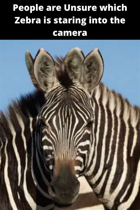 People are unsure which zebra is staring into the camera | Kittens ...