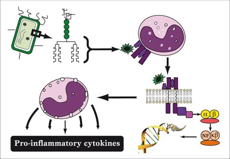 Mechanism of Lipopolysaccharide (LPS) “Endotoxin” pathogenesis. Gram... | Download Scientific ...