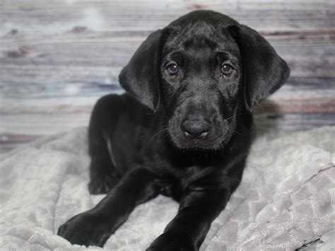 Labrador Retriever-DOG-Female-Black-2819525-Pet City Houston