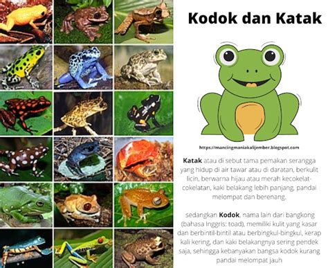 Katak dan Kodok - Mancing Mania Kali Jember