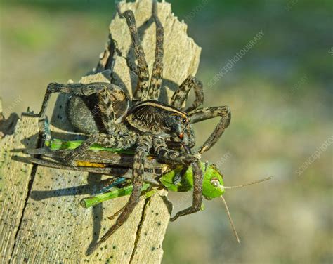 Wolf Spider with prey - Stock Image - F031/9139 - Science Photo Library