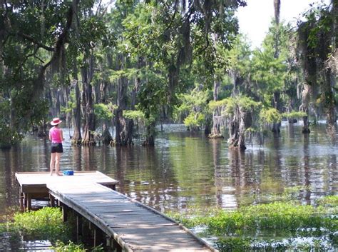 Loreauville, LA : Peaceful Lake Fausse Pointe near Loreauville, LA | Louisiana swamp, Grand isle ...