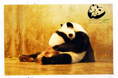 My postcard and stamp week: Thailand: Giant Pandas at Chiang Mai Zoo