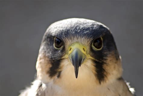 Download mobile wallpaper: Head, Peregrine Falcon, Bird, Animals, Beak ...