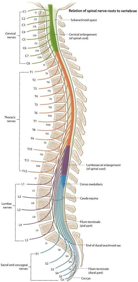 the anatomy of the back and neck