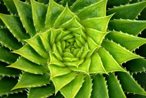 Vivid Green Spiral Aloe Plant Stock Photo - Image: 11196184