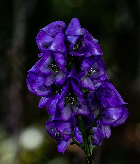 Wolfbane - PentaxForums.com