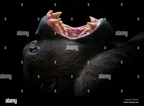 Western lowland gorilla yawning Stock Photo - Alamy