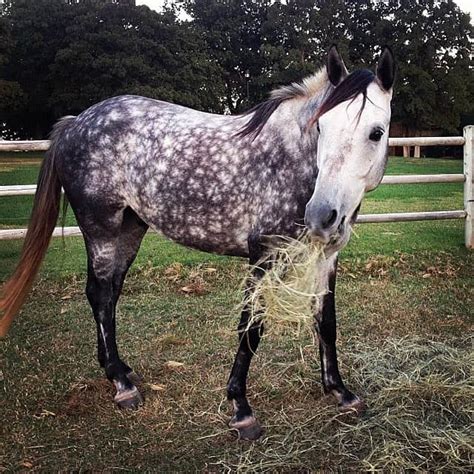 What is a Dapple Grey Horse? Horse Dappling explained - Seriously Equestrian