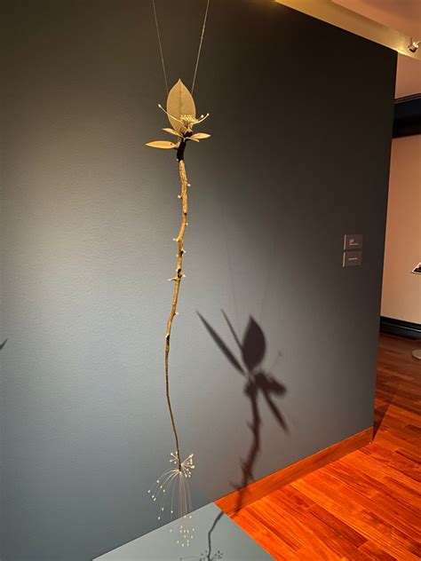 Crow Museum of Asian Art Blooms with ‘Divine Spark’ – NBC 5 Dallas-Fort Worth