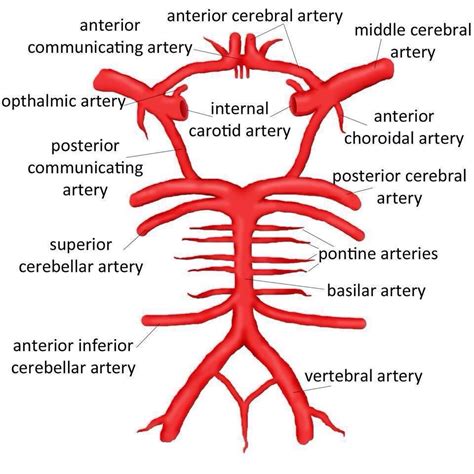 Carotid Artery: Function Of Internal Carotid Artery