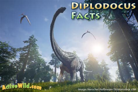 Diplodocus Facts For Kids, Students & Adults. Pictures & Information