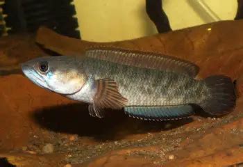 Channa gachua – Dwarf Snakehead (Channa limbata, Ophicephalus gachua) — Seriously Fish