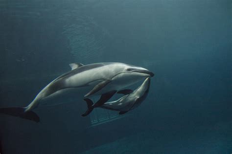 Pacific White-Sided Dolphin Gives Birth at Shedd Aquarium | Chicago News | WTTW