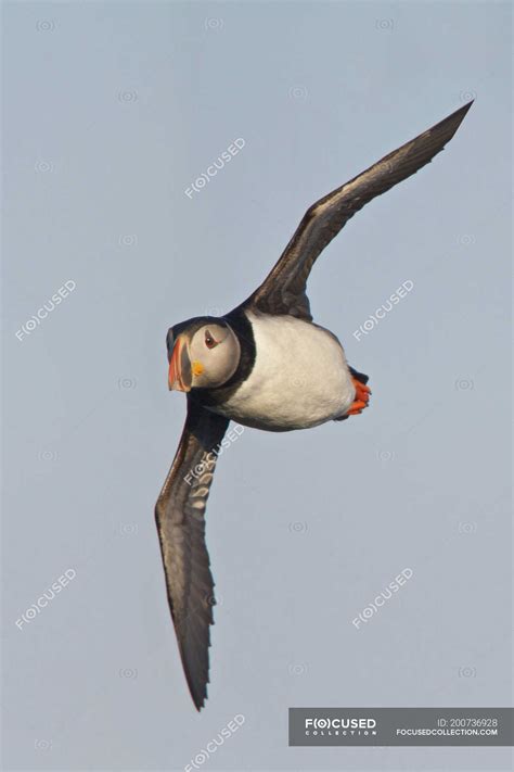 Atlantic puffin bird flying against blue sky — nature, midair - Stock Photo | #200736928