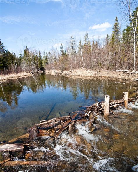 Beaver Dam in the wild 4295013 Stock Photo at Vecteezy