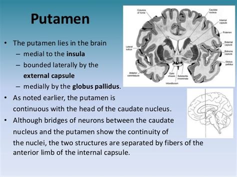 Basal ganglia