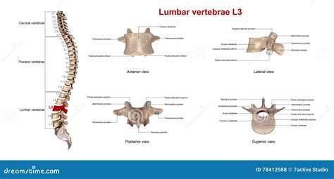 Lumbar Vertebrae Lateral View Stock Photo | CartoonDealer.com #81729222