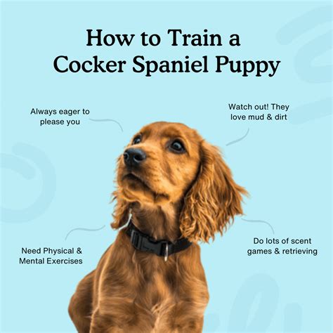 How to train a Cocker Spaniel puppy – The Ultimate Guide — Zigzag Puppy ...