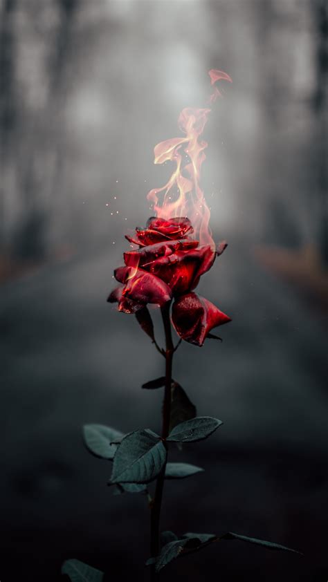 Rose flower Wallpaper 4K, Fire, Burning, Dark, Aesthetic