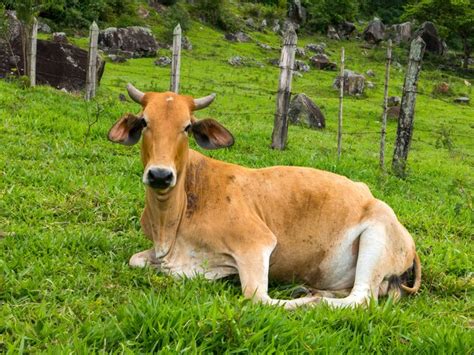 Premium Photo | Brown ox on green pasture - bull - livestock - cattle ...