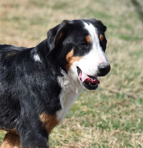 Greater Swiss Mountain Dog Breeders and Dogs For Slae in OKlahoma ...