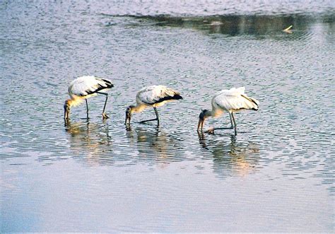 Three wood storks in feeding formation in the Everglades