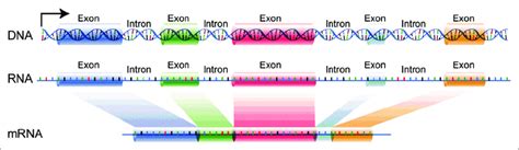 Intron Dna