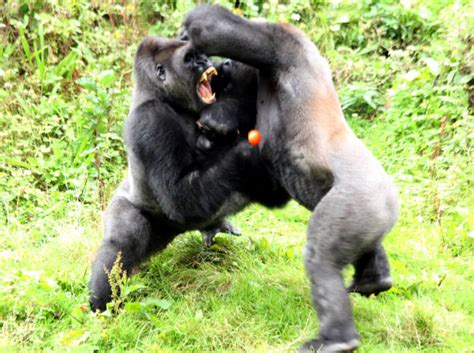 130+ Gorillas Fighting Pic Stock Photos, Pictures & Royalty-Free Images - iStock