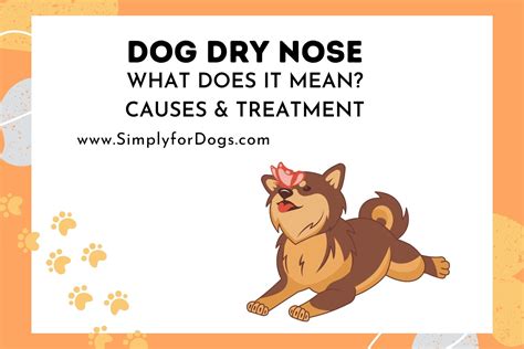 Dog Dry Nose (Reasons and Remedies) - Simply For Dogs