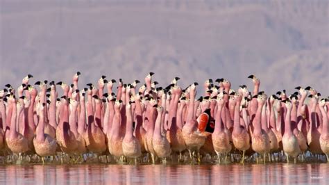 BBC’s Hugely Popular Nature Documentary Returns After 10 Years & It Looks Breathtaking