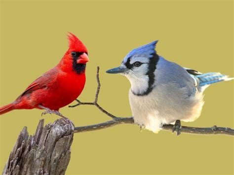 Blue Jay VS Cardinal (All You Need To Know) — BirdieExpert