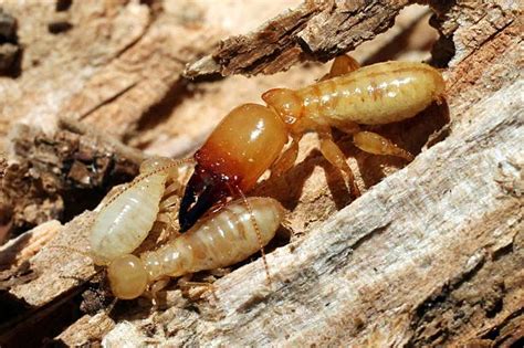 Types of Dampwood Termites and Identification - Pest Control Boise Idaho | Pestcom Pest Management