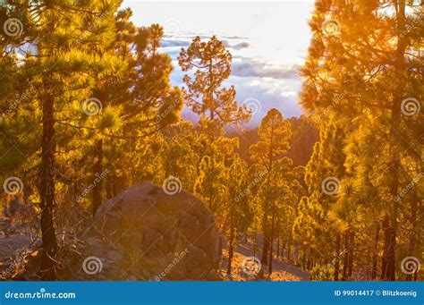 Sunset in the Pine Tree Forest Stock Image - Image of mist, magical: 99014417