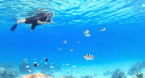 Cairns Top 5 Snorkelling Tours see the best of the Great Barrier Reef