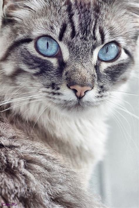 Image - Grey-tabby-cat-with-blue-eyes-dark-grey-tabby-cat-black-tabby ...